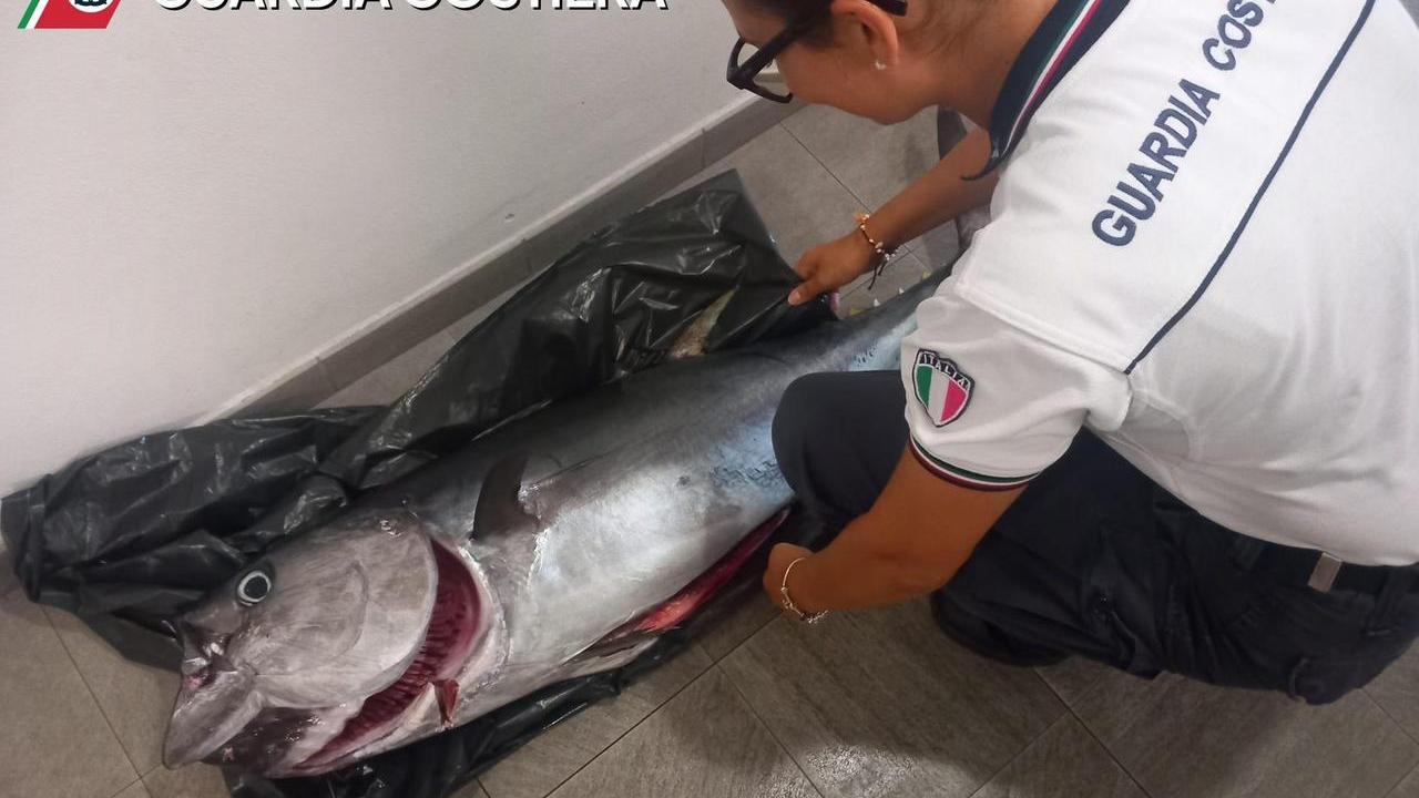 Piombino, pesca illegale: sequestrate nasse abusive ed esemplari di tonno rosso