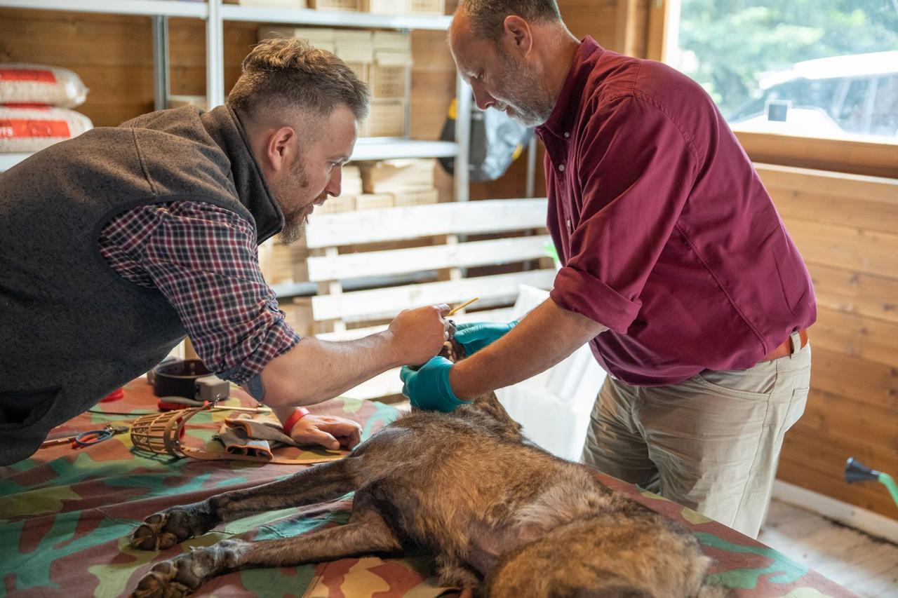 Lupi in Appennino: nel Parco sei su dieci sono “ibridi”. Due progetti per salvare la specie