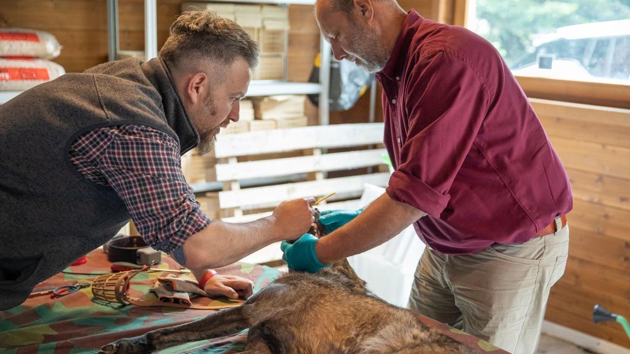 Lupi in Appennino: nel Parco sei su dieci sono “ibridi”. Due progetti per salvare la specie