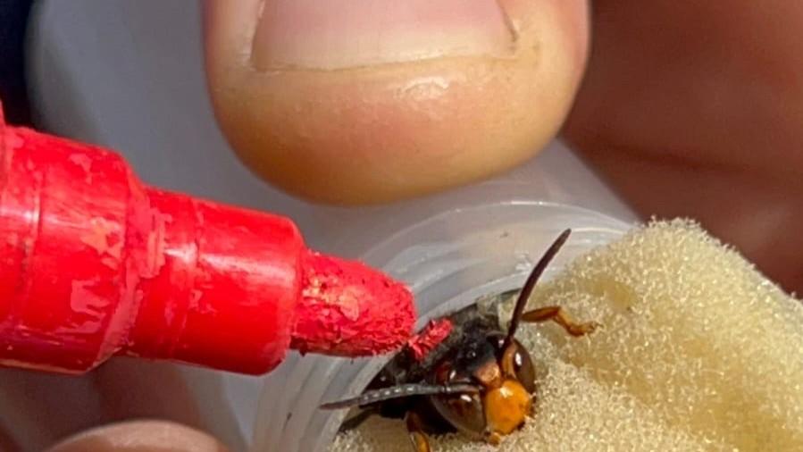 È arrivata anche in Sardegna la vespa killer: stermina le api