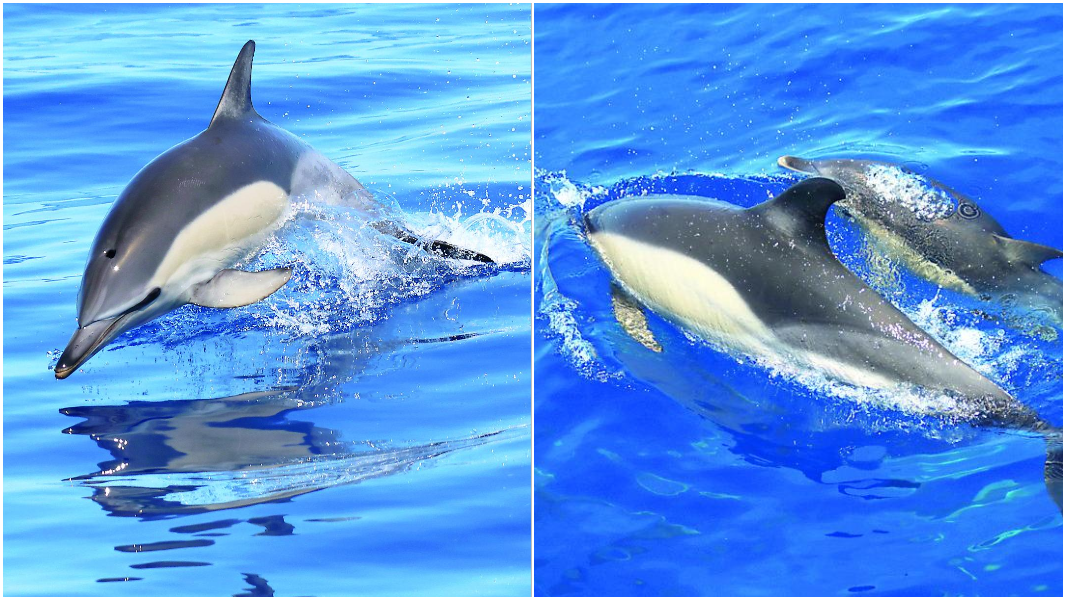 Avvistati 70 delfini comuni a Castelsardo: una speranza per la specie in estinzione