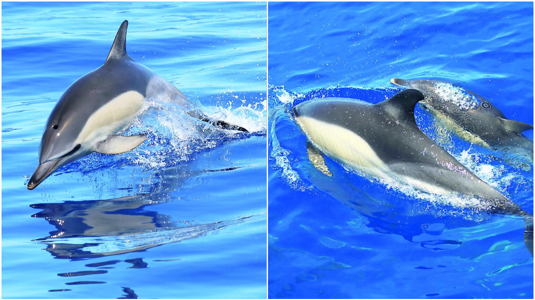 Avvistati 70 delfini comuni a Castelsardo: una speranza per la specie in estinzione