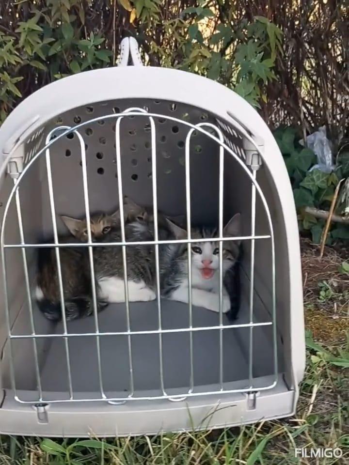 Tre micini abbandonati nel parcheggio della Coop e chiusi in un trasportino, ora cercano casa