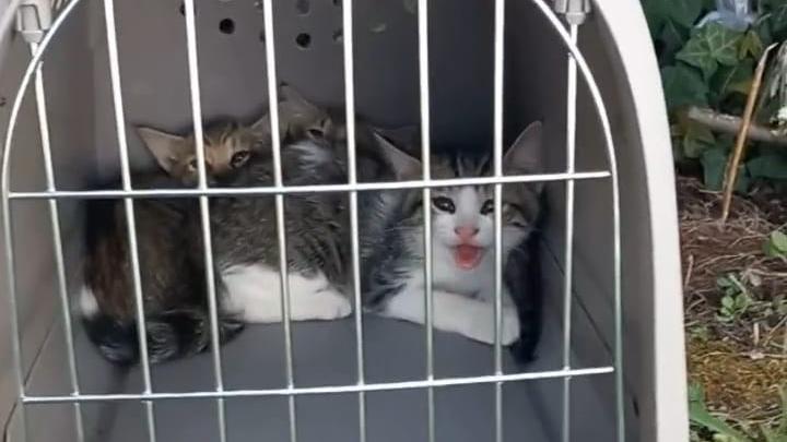 Tre micini abbandonati nel parcheggio della Coop e chiusi in un trasportino, ora cercano casa