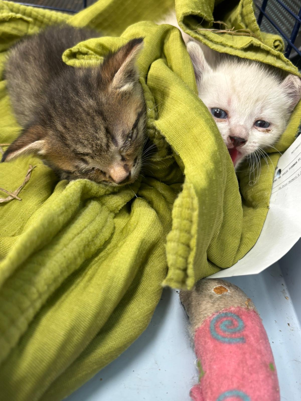 
	I due gattini trovati a Montemurlo

