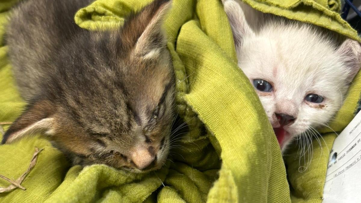 I due gattini trovati a Montemurlo