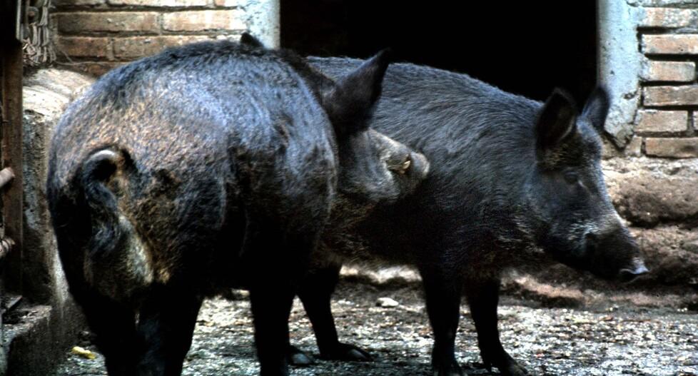 Cinghiali, in Toscana cambia tutto: più poteri agli agricoltori, gli abbattimenti e le principali novità