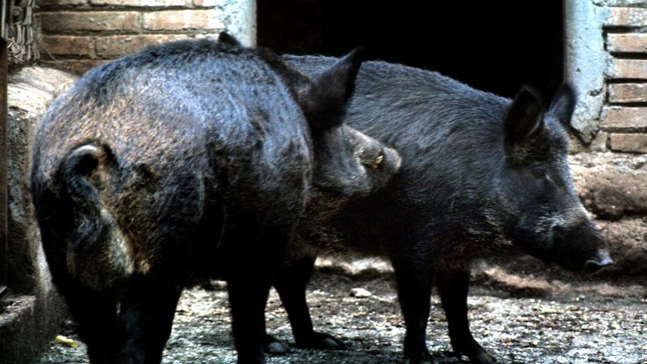 Cinghiali, in Toscana cambia tutto: più poteri agli agricoltori, gli abbattimenti e le principali novità