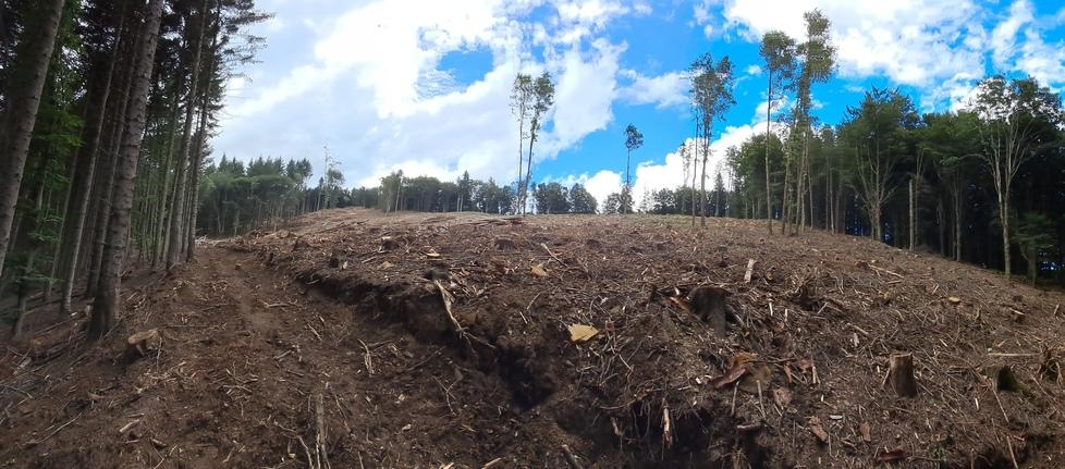 C’è un insetto killer che fa strage di abeti rossi: è allarme sull’Appenino Pistoiese. La causa e i danni evidenti