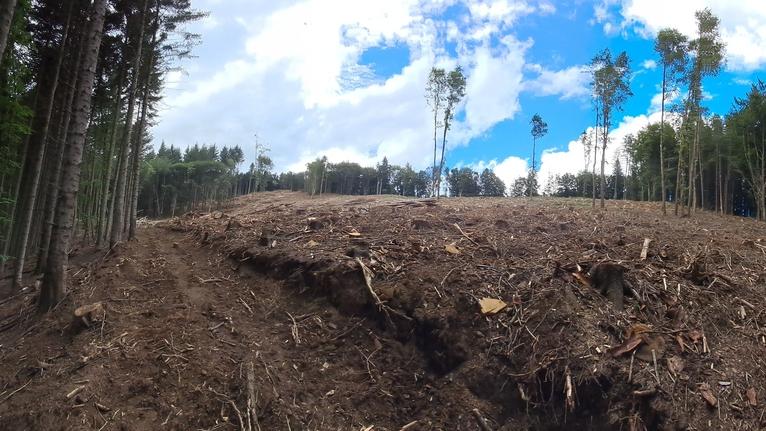 C’è un insetto killer che fa strage di abeti rossi: è allarme sull’Appenino Pistoiese. La causa e i danni evidenti