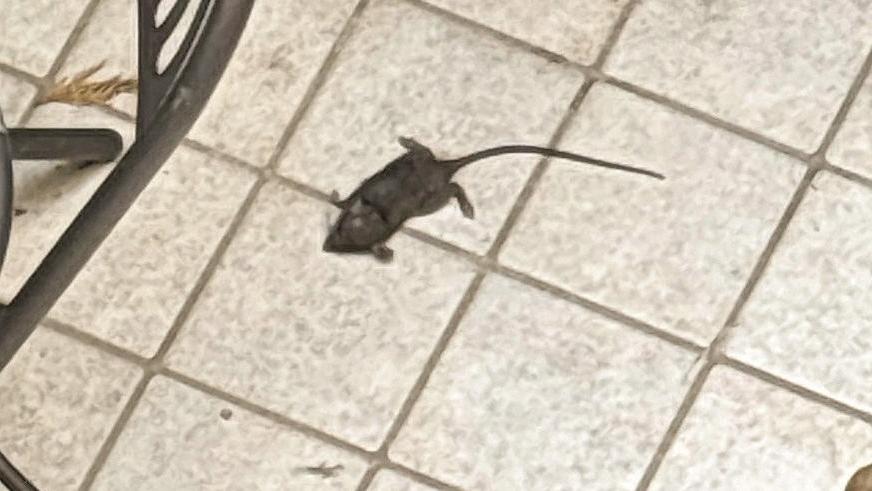 Un topo in zona Amendola