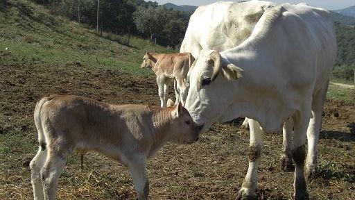 Dermatite bovina, le aziende potranno chiedere la sospensione dei mutui ipotecari