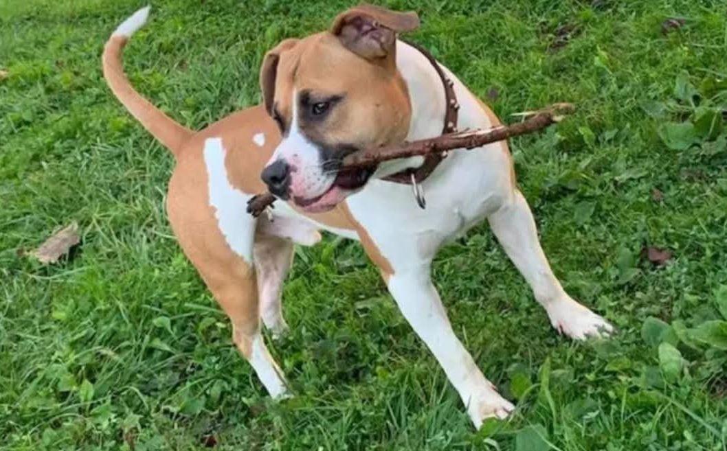 Zocca, cane scomparso e trovato morto: «Il mio Thor gettato nel canale»