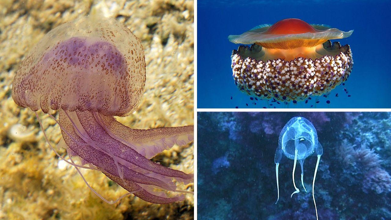 
	A sinistra una pelagia noctiluca, a destra dall'alto: una Cotylorhiza tuberculata e una Carybdea marsupialis

