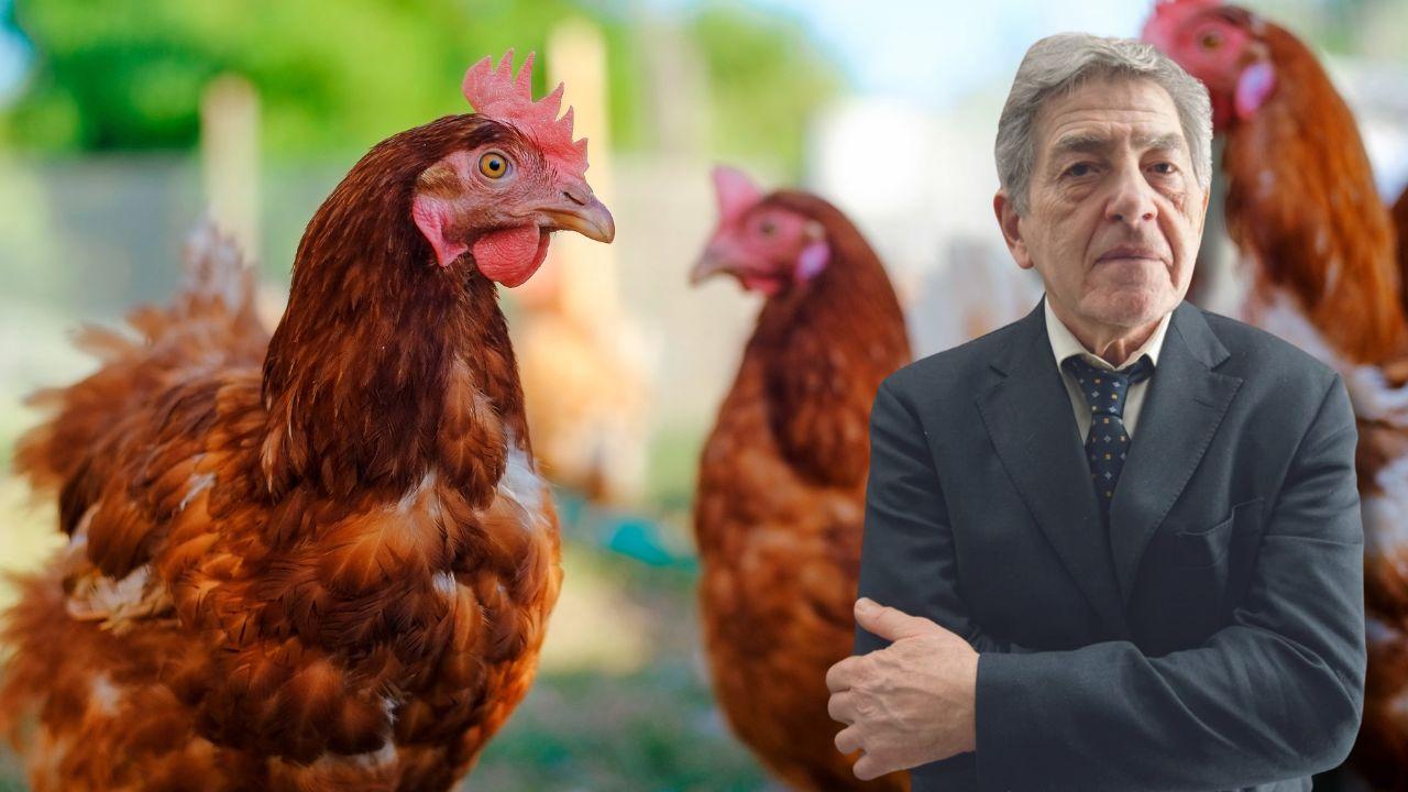 Ecco i rimedi giudiziali
di fronte ai rumori molesti
come il canto della gallina