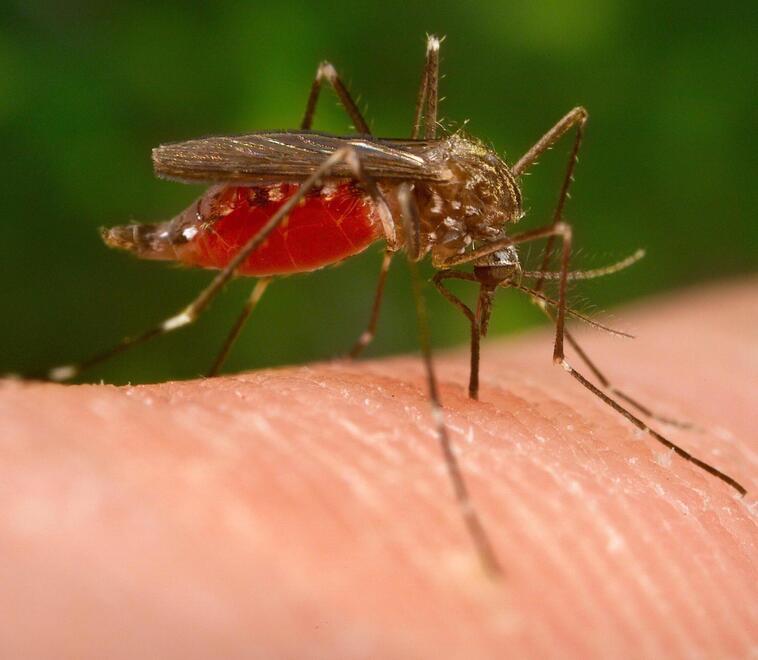 West Nile, anche nel Ferrarese le zanzare portatrici del virus
