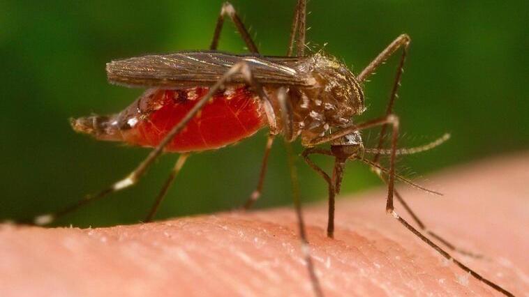West Nile, anche nel Ferrarese le zanzare portatrici del virus