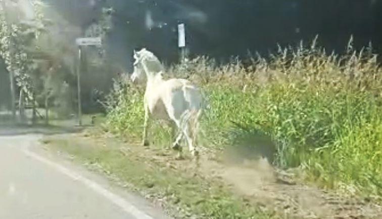 Un cavallo bianco scappa a Porporana