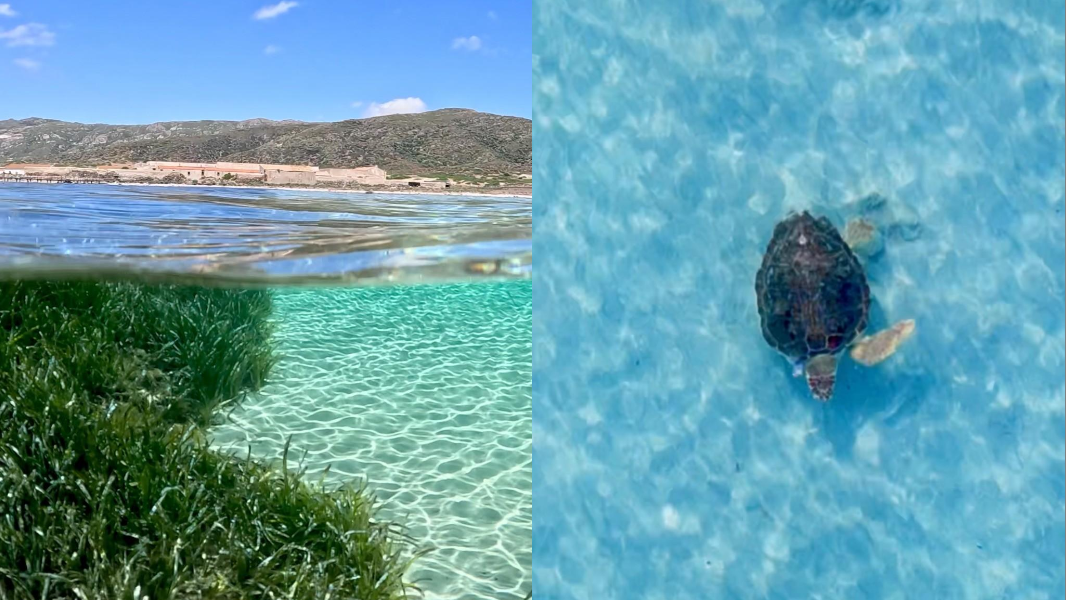 Nasce la laurea “blu”, dalle biotecnologie un futuro per il mare