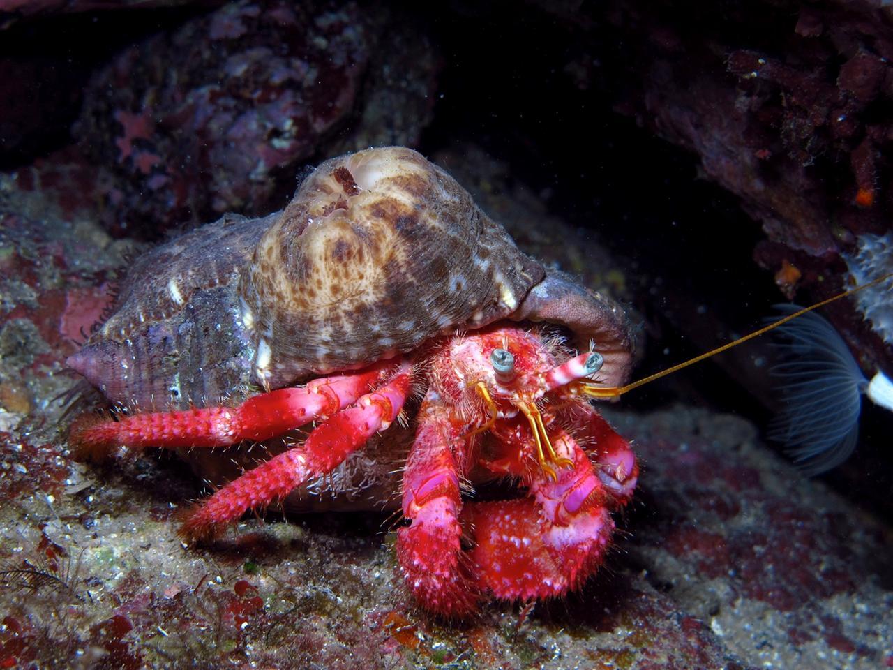 Amp Capo Carbonara, un’oasi di biodiversità estesa 14mila ettari