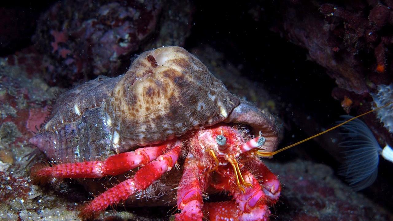 Amp Capo Carbonara, un’oasi di biodiversità estesa 14mila ettari