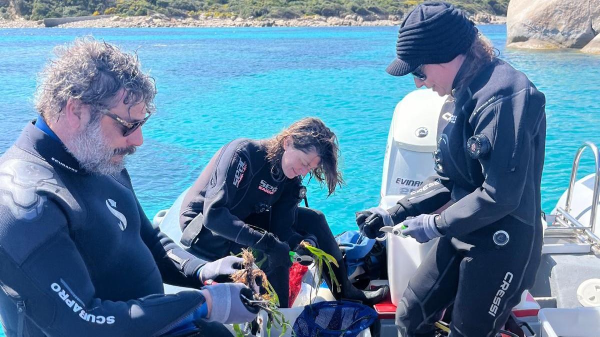 Fondali da salvare con la riforestazione della posidonia