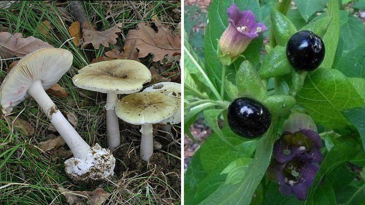 
	Dei funghi della specie amanita phalloides e delle bacche di belladonna, entrambi velenosi

