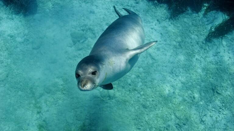 Nelle grotte dell’isola, la foca monaca tra realtà e leggenda