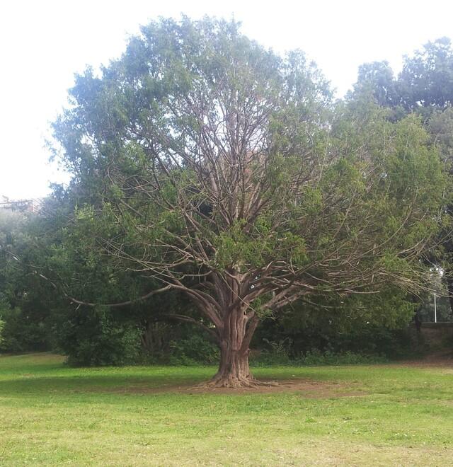 Livorno e i suoi alberi monumenti realizzati da sua maestà la Natura:&nbsp; l’omaggio a 14 gioielli<br type="_moz" />
