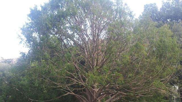 Livorno e i suoi alberi monumenti realizzati da sua maestà la Natura: l’omaggio a 14 gioielli<br type="_moz" />