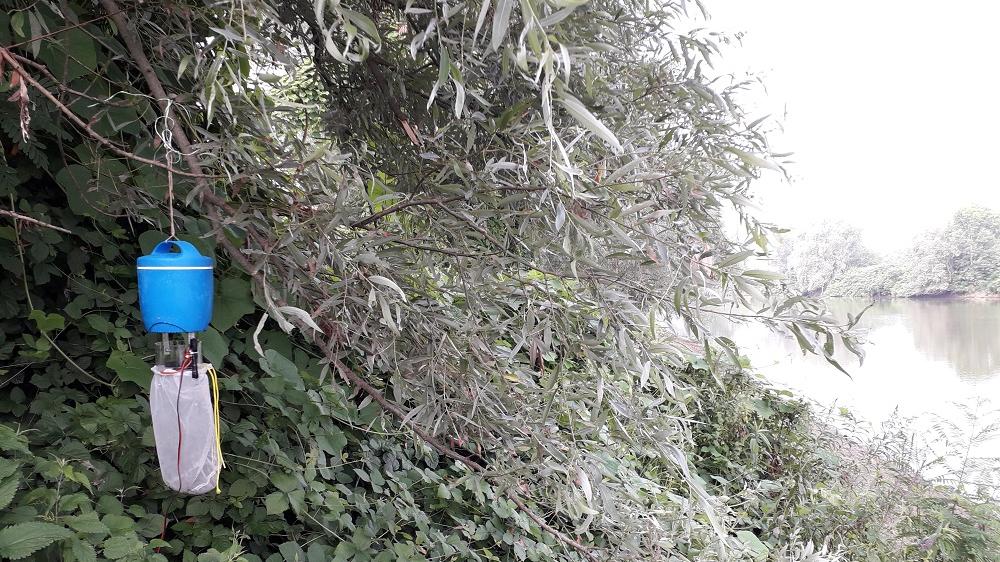 West Nile, i casi sono in calo: «Ma non bisogna abbassare la guardia»