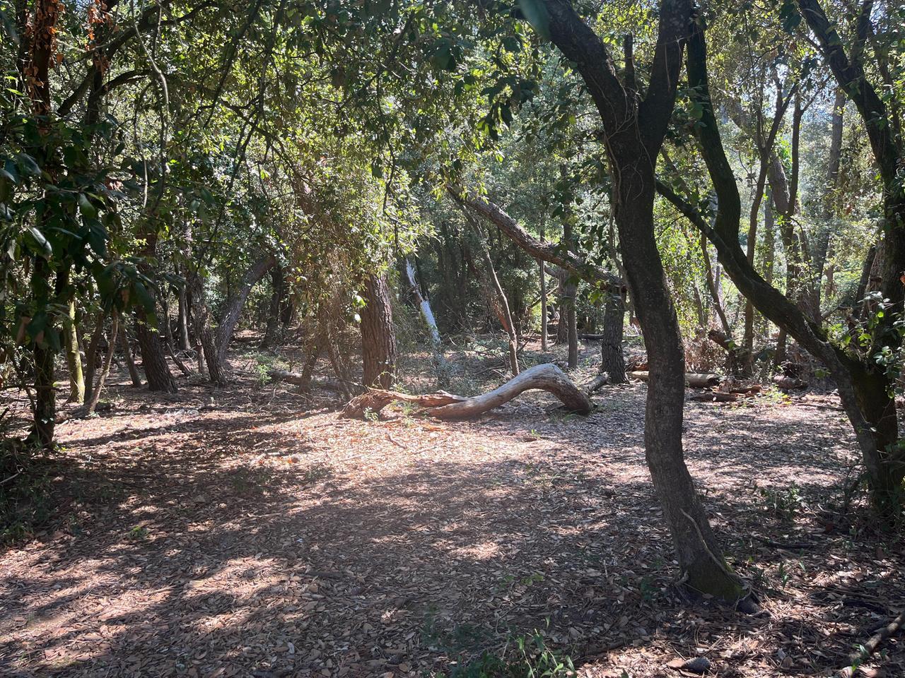 
	La pineta in cui &egrave; stato trovato il cadavere (foto Stick)

