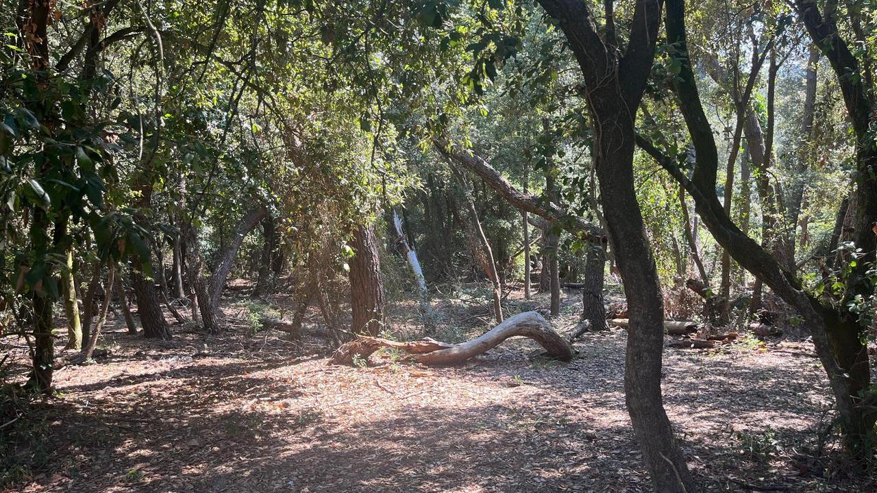 La pineta in cui è stato trovato il cadavere (foto Stick)