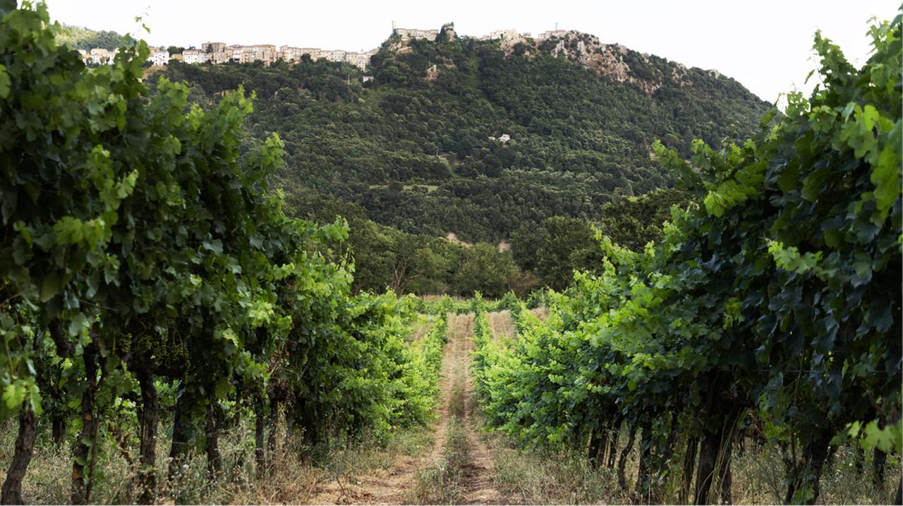 Il legame tra produttori e chi beve