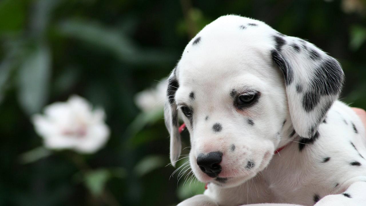 Buggiano, compra il cucciolo di dalmata online e lo maltratta: ora sogna una vera famiglia