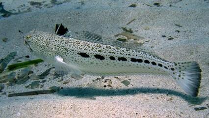 Punto al viso da una tracina: 15enne trasportato in elisoccorso all’ospedale