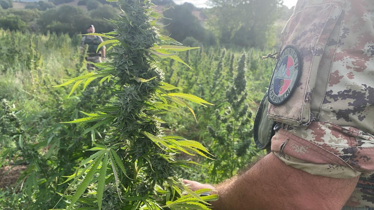 La piantagione di marijuana sequestrata dai Carabinieri di Desulo