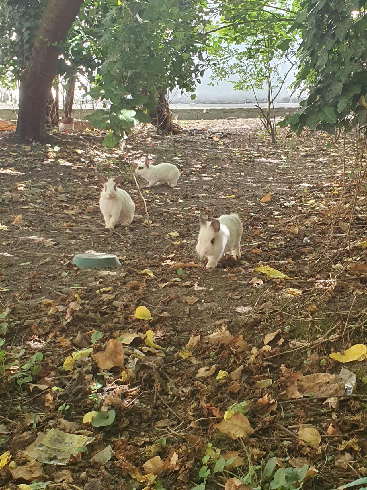 Guastalla, i conigli nani della scuola media trovano una nuova casa a San Girolamo