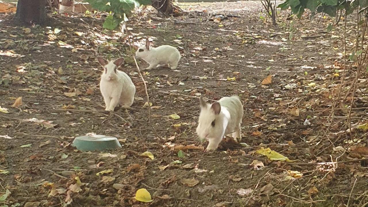 Guastalla, i conigli nani della scuola media trovano una nuova casa a San Girolamo