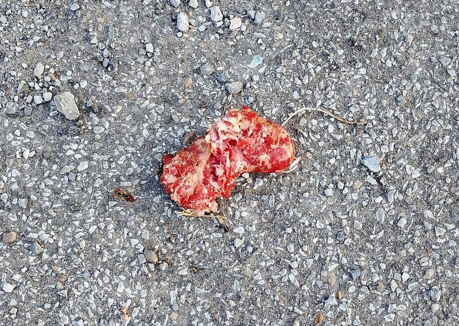 
	La salsiccia ritrovata in piazza Pertini nella zona della piscina comunale

