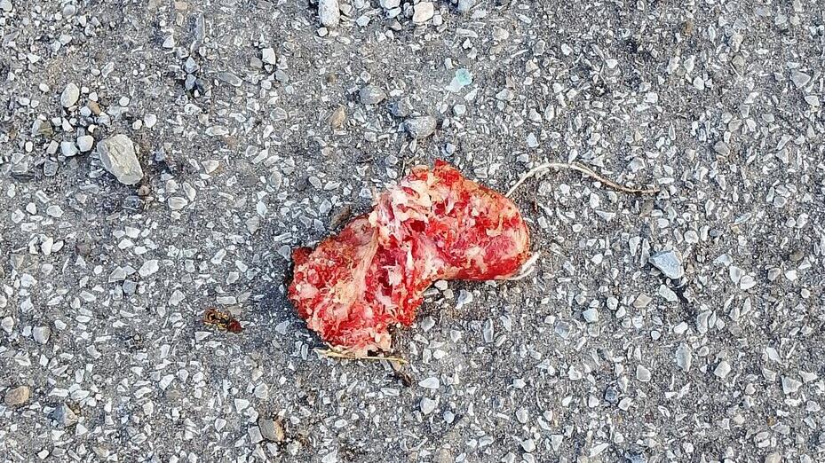 La salsiccia ritrovata in piazza Pertini nella zona della piscina comunale