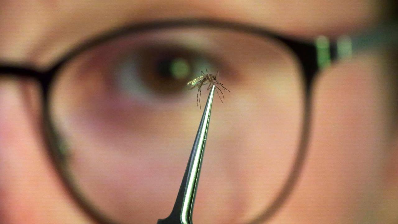 Il virus viene trasmesso dalla zanzare tigre