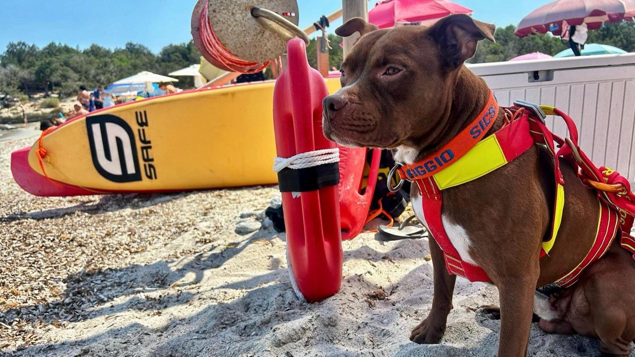 Dylan, il pitbull bagnino eroe tra gli scogli: salva un bambino di 7 anni