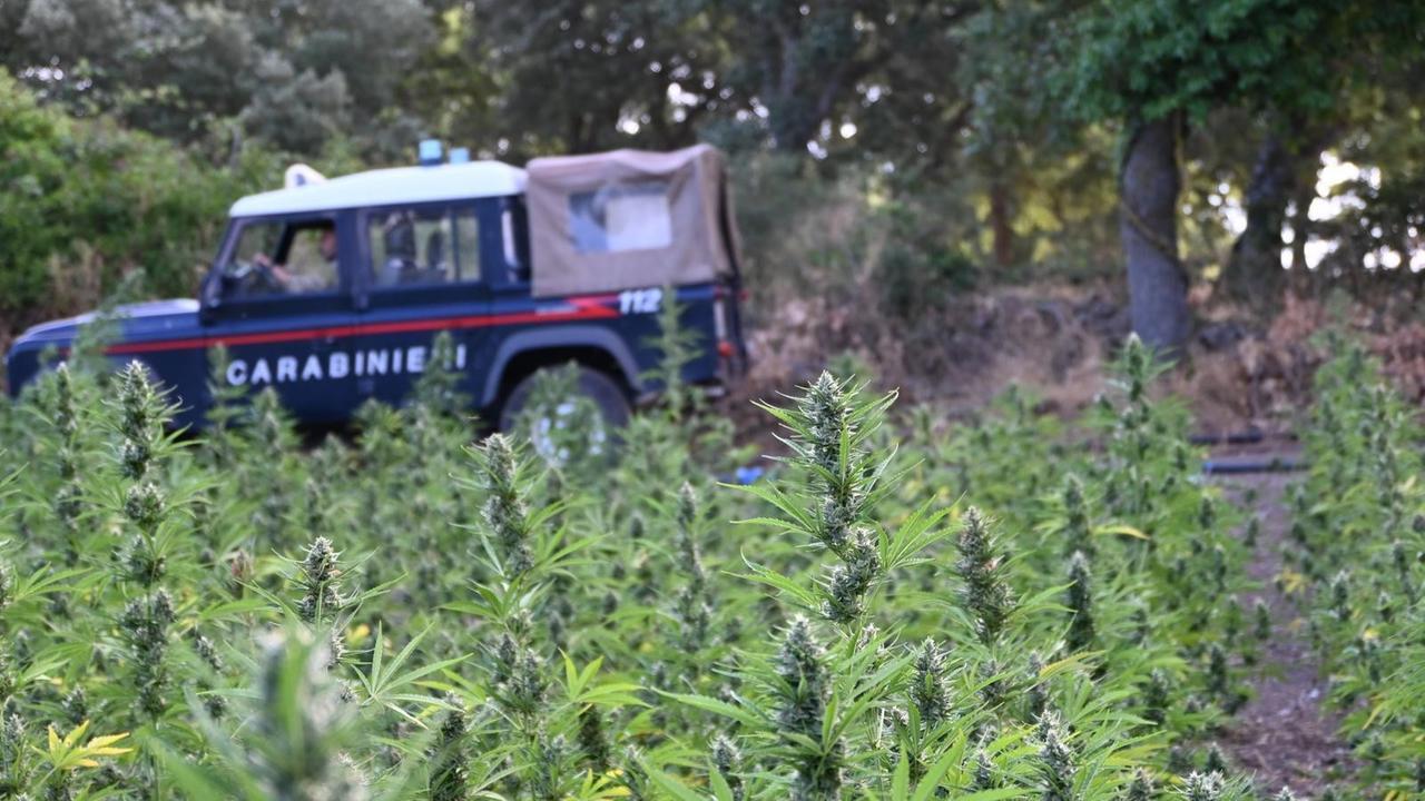 Scoperta maxi piantagione di marijuana nel Nuorese: tre arresti