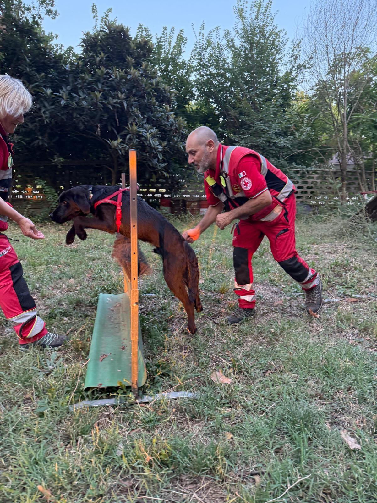 A Luzzara la scuola che addestra i cani da soccorso della Croce Rossa