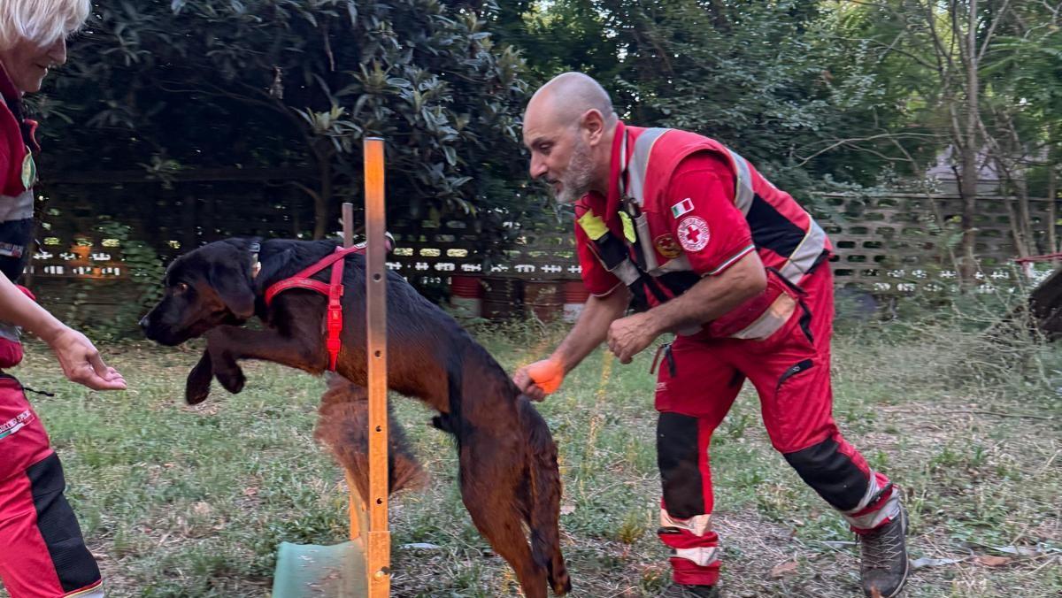 A Luzzara la scuola che addestra i cani da soccorso della Croce Rossa