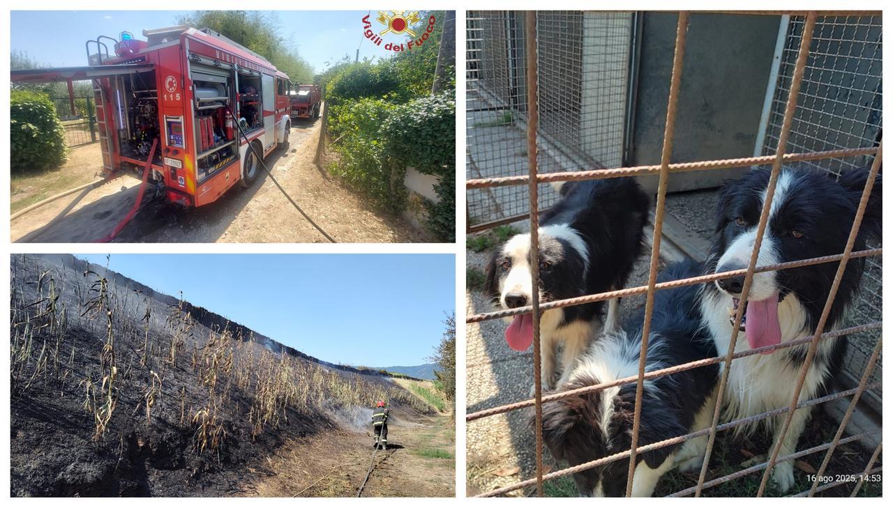 Prato, incendio vicino all’Agna minaccia allevamento di cani: si pensa a un atto doloso