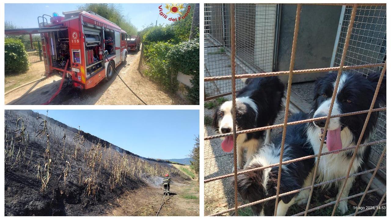 Prato, incendio vicino all’Agna minaccia allevamento di cani: si pensa a un atto doloso