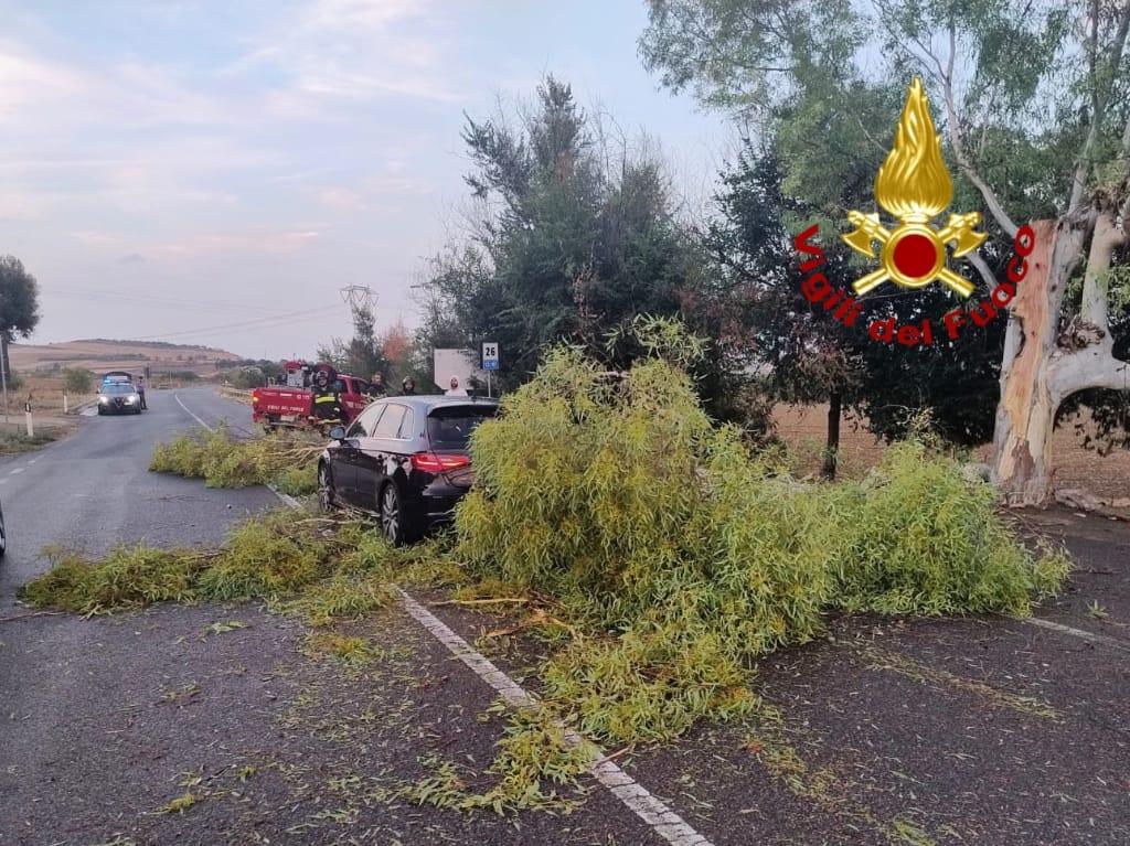 Il ramo di un albero crolla su un’auto in transito: tragedia sfiorata