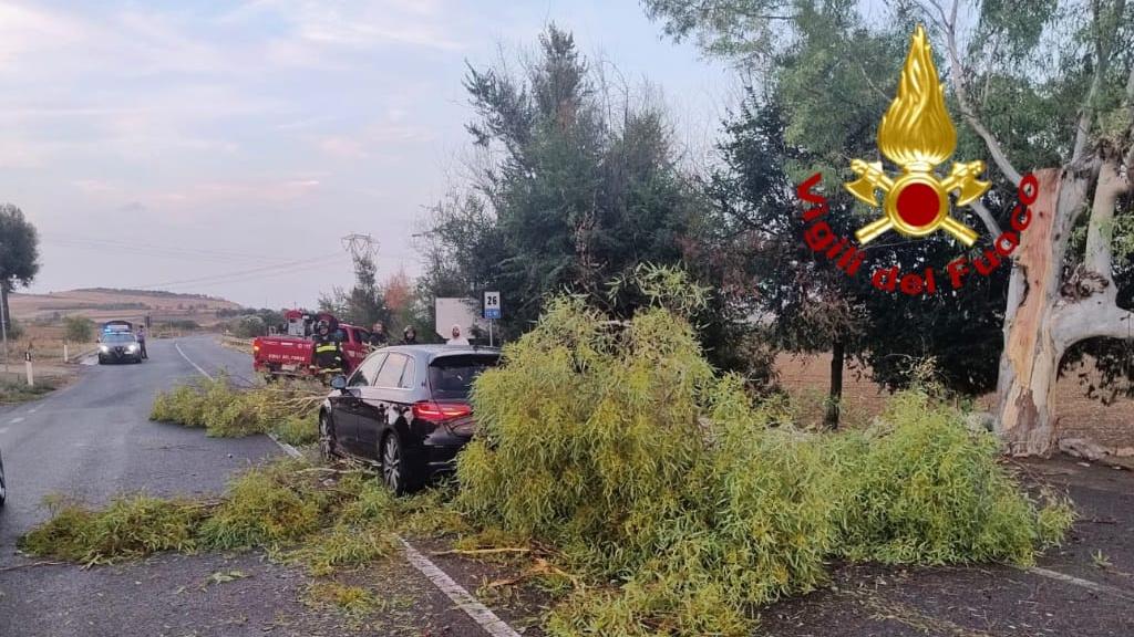 Il ramo di un albero crolla su un’auto in transito: tragedia sfiorata